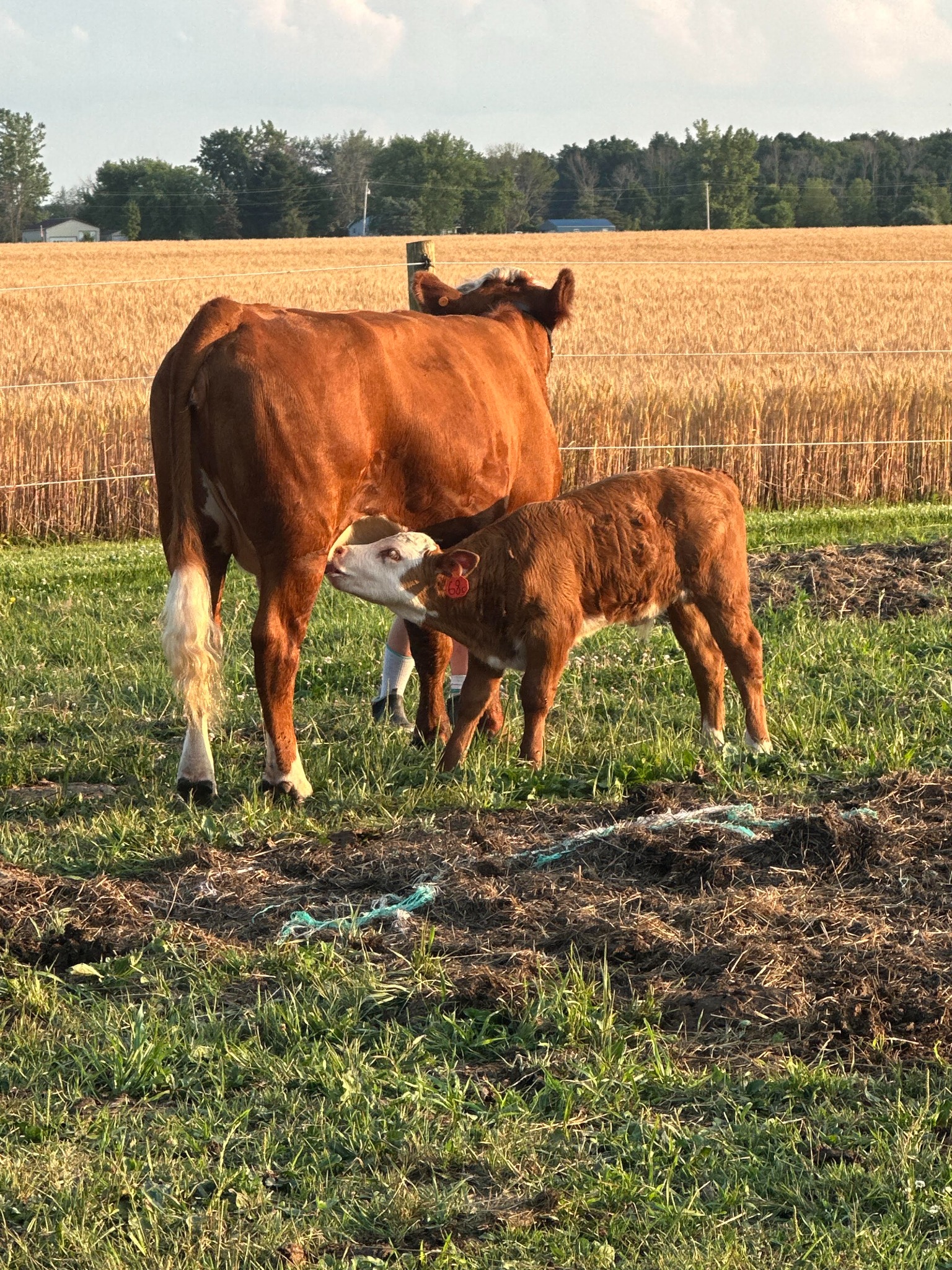Redtail Polled Hereford